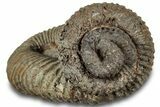 Fossil Heteromorph (Nostoceras) Ammonite - Madagascar #314942-2